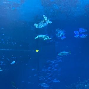 Meet your Posher, Miranda